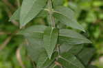 Wholeleaf rosinweed